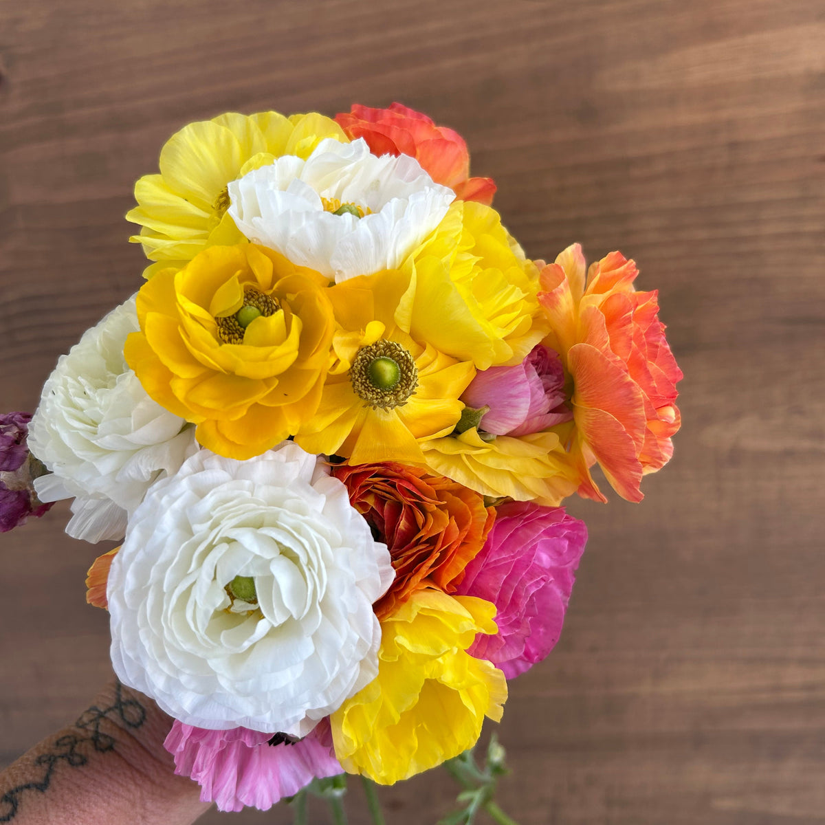 Ranunculus - Tecolote Pastel Persian Mix