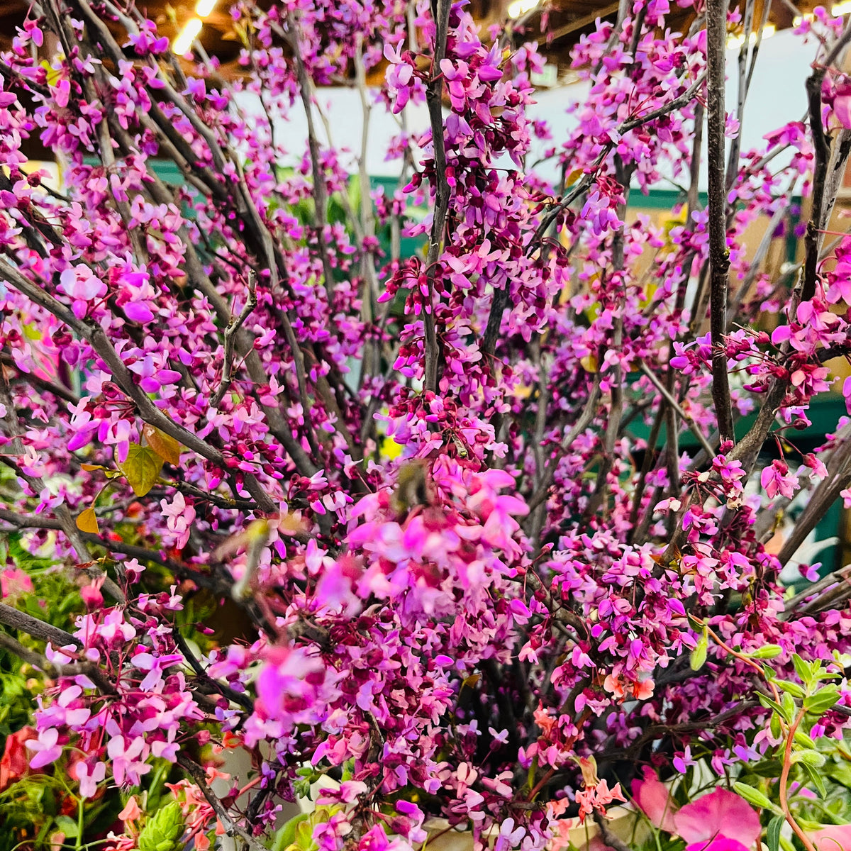 Red Bud Branches