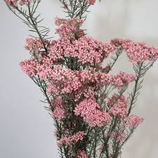 Riceflower - pink