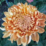 Chrysanthemum - River City