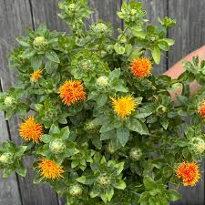 Safflower - Carthamus