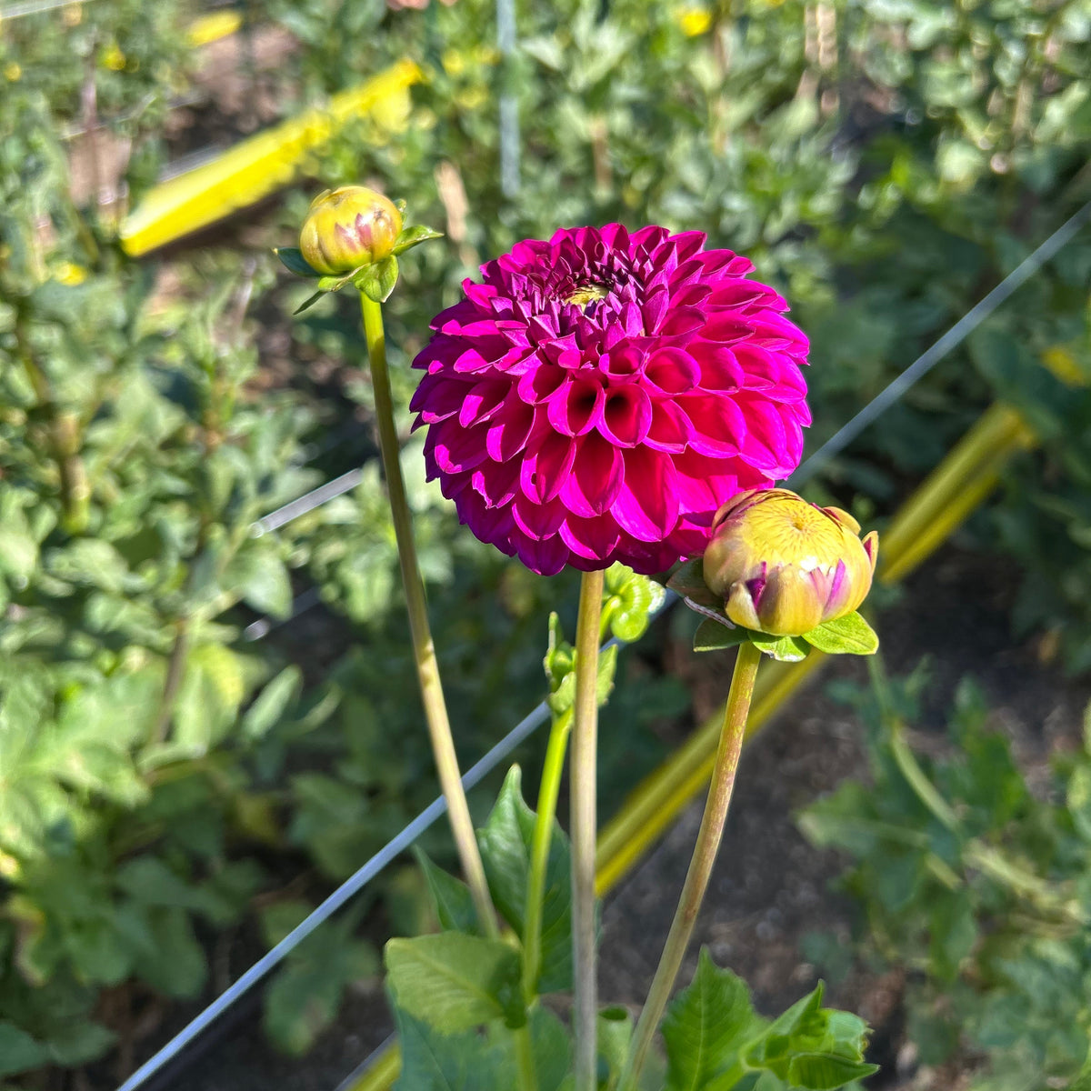 Dahlia - Sandra