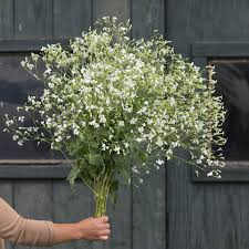 Saponaria - White Beauty