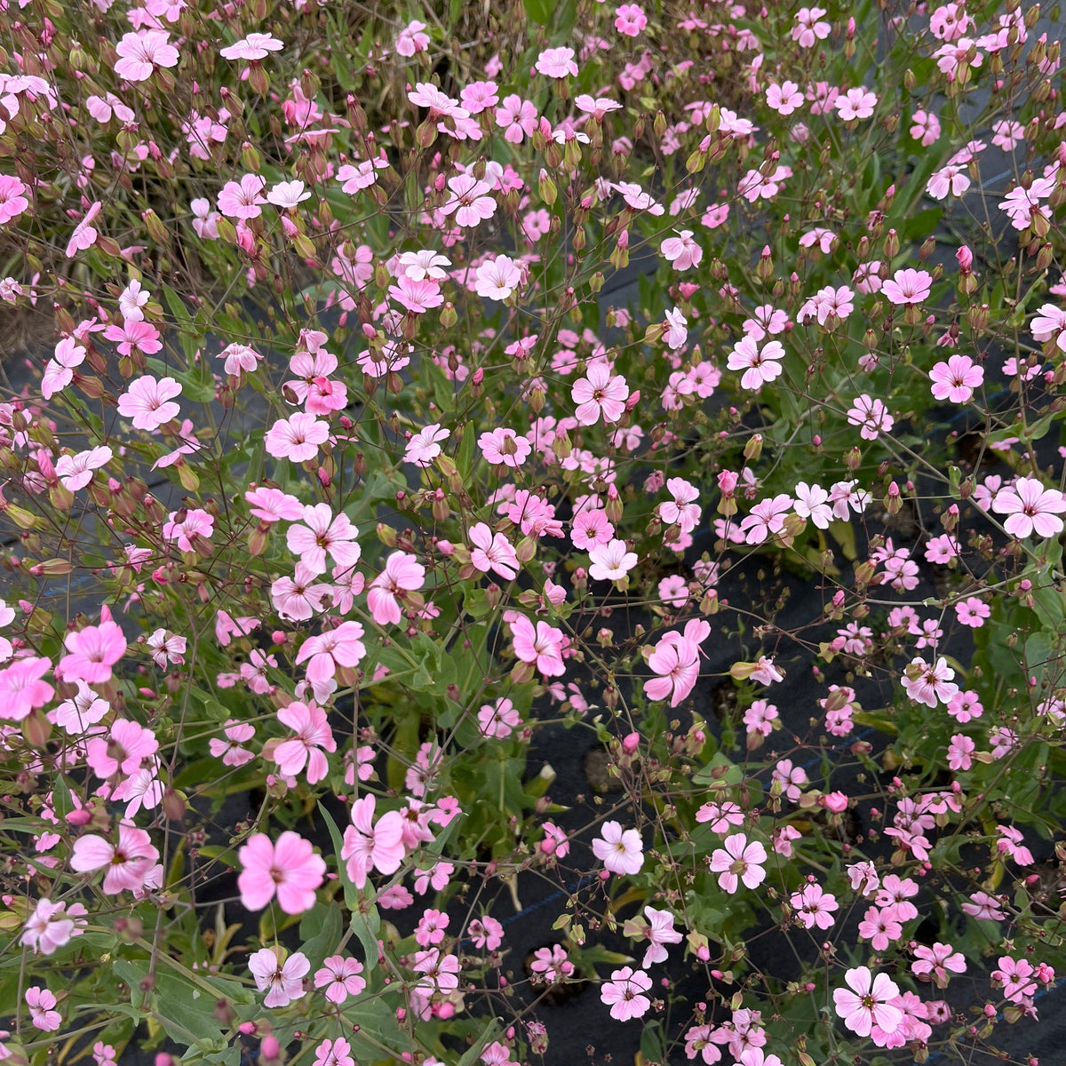 Saponaria - Pink Beauty