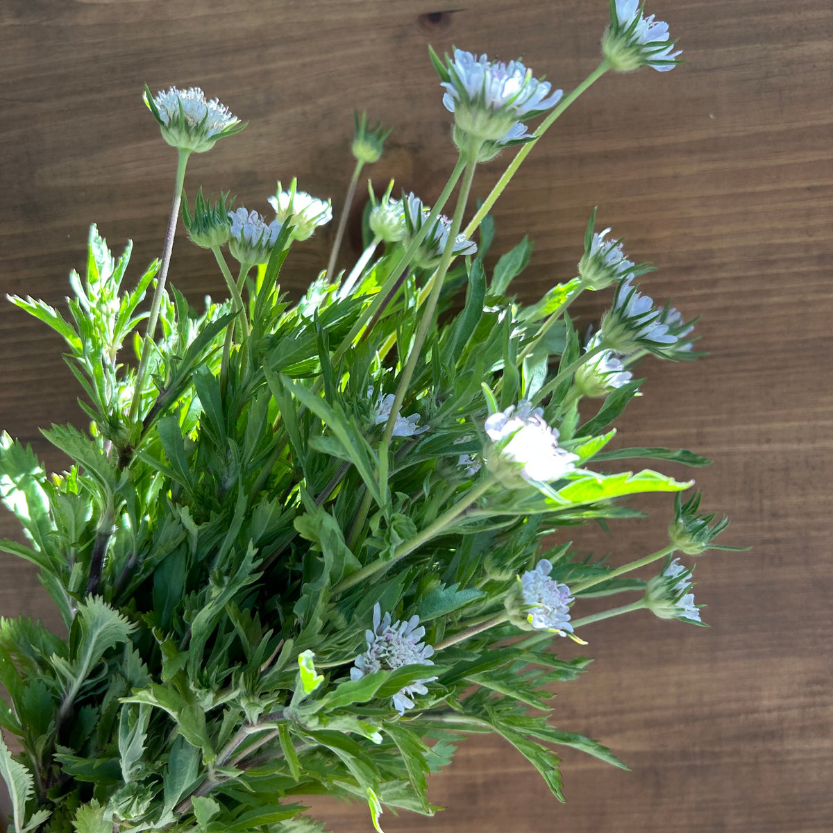 Scabiosa - White