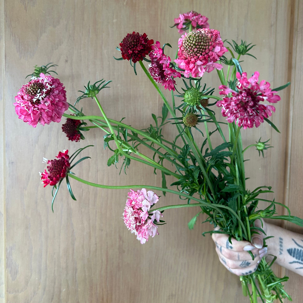 Scabiosa - Triple Berry Mix
