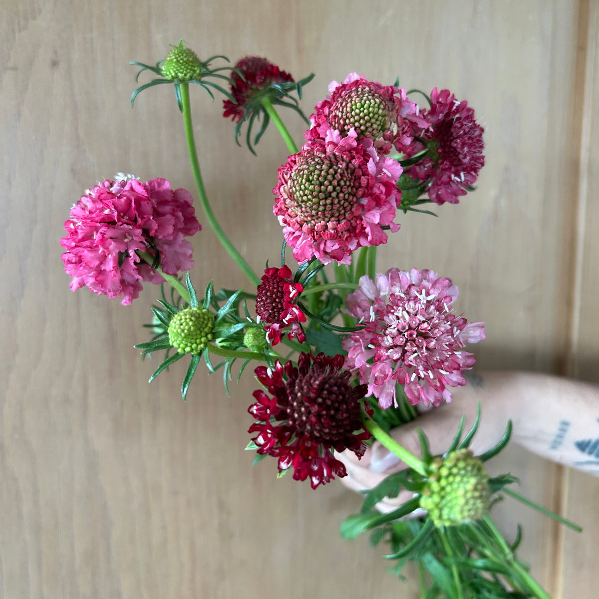 Scabiosa - Triple Berry Mix