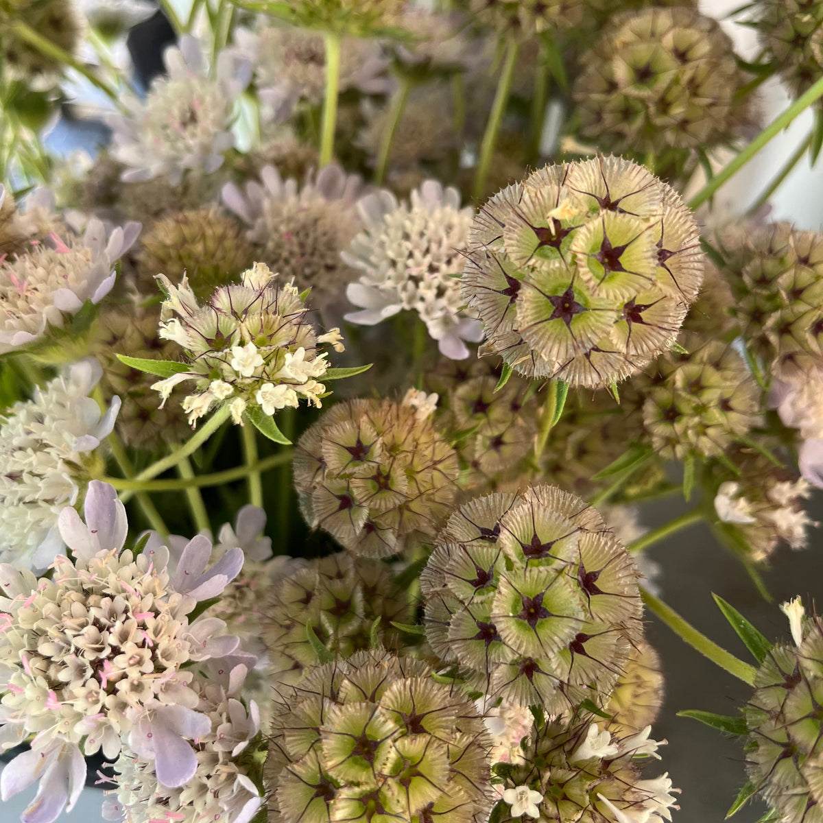 Scabiosa - Papermoon