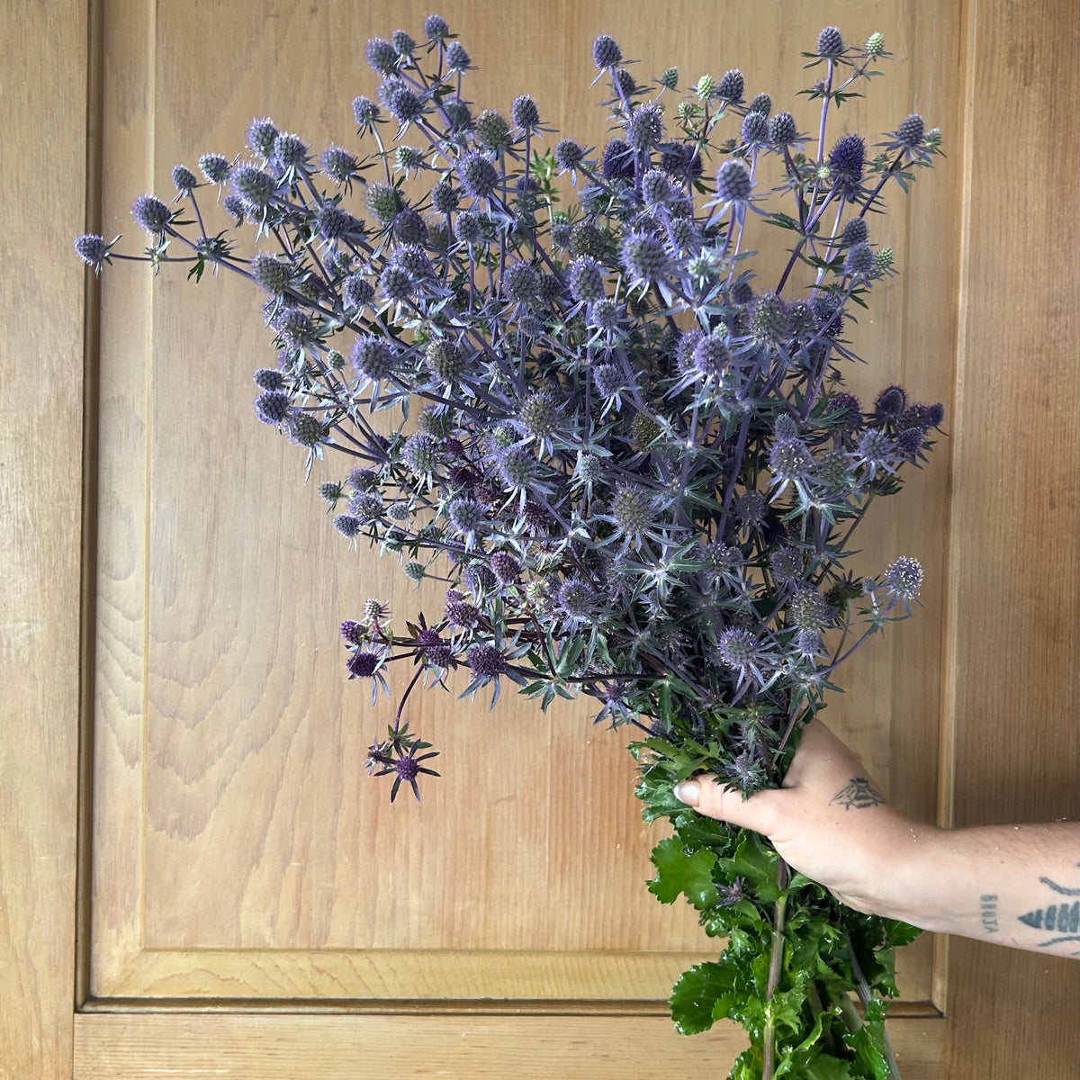 Ergngium - Sea Holly