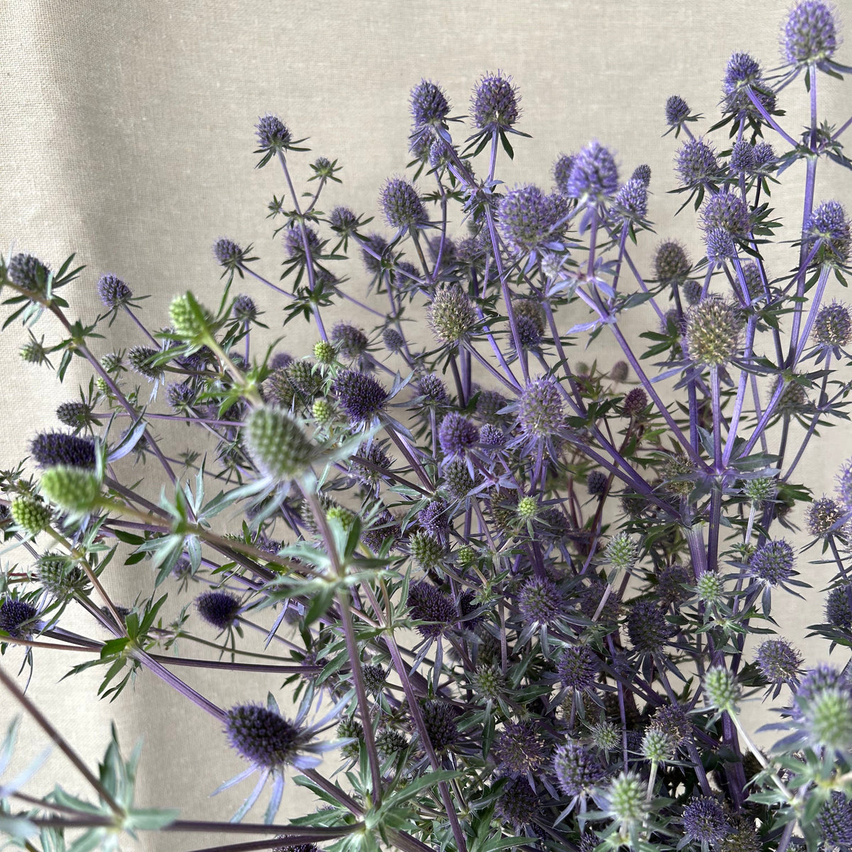 Ergngium - Sea Holly