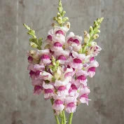 Snapdragon - Potomac Plumblossom