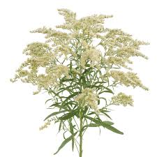 Solidago - Moonlight Glory