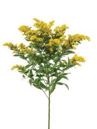 Solidago - Sunny Glory