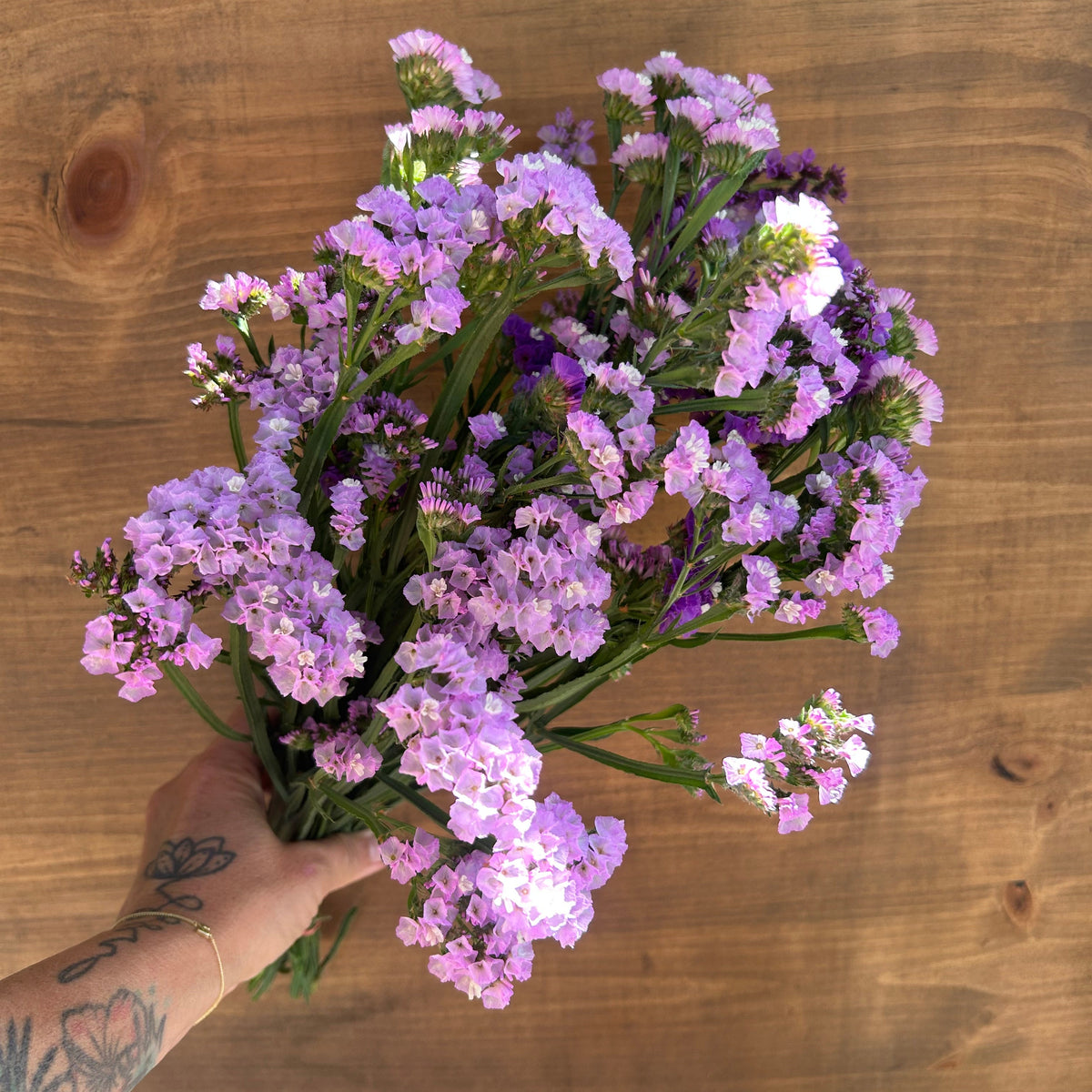 Statice - Purple