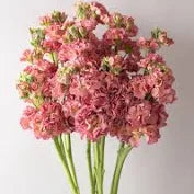 Stock - Antique Pink