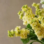 Stock - Iron Yellow