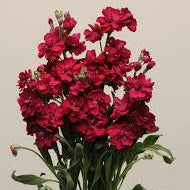 Stock - Ruby