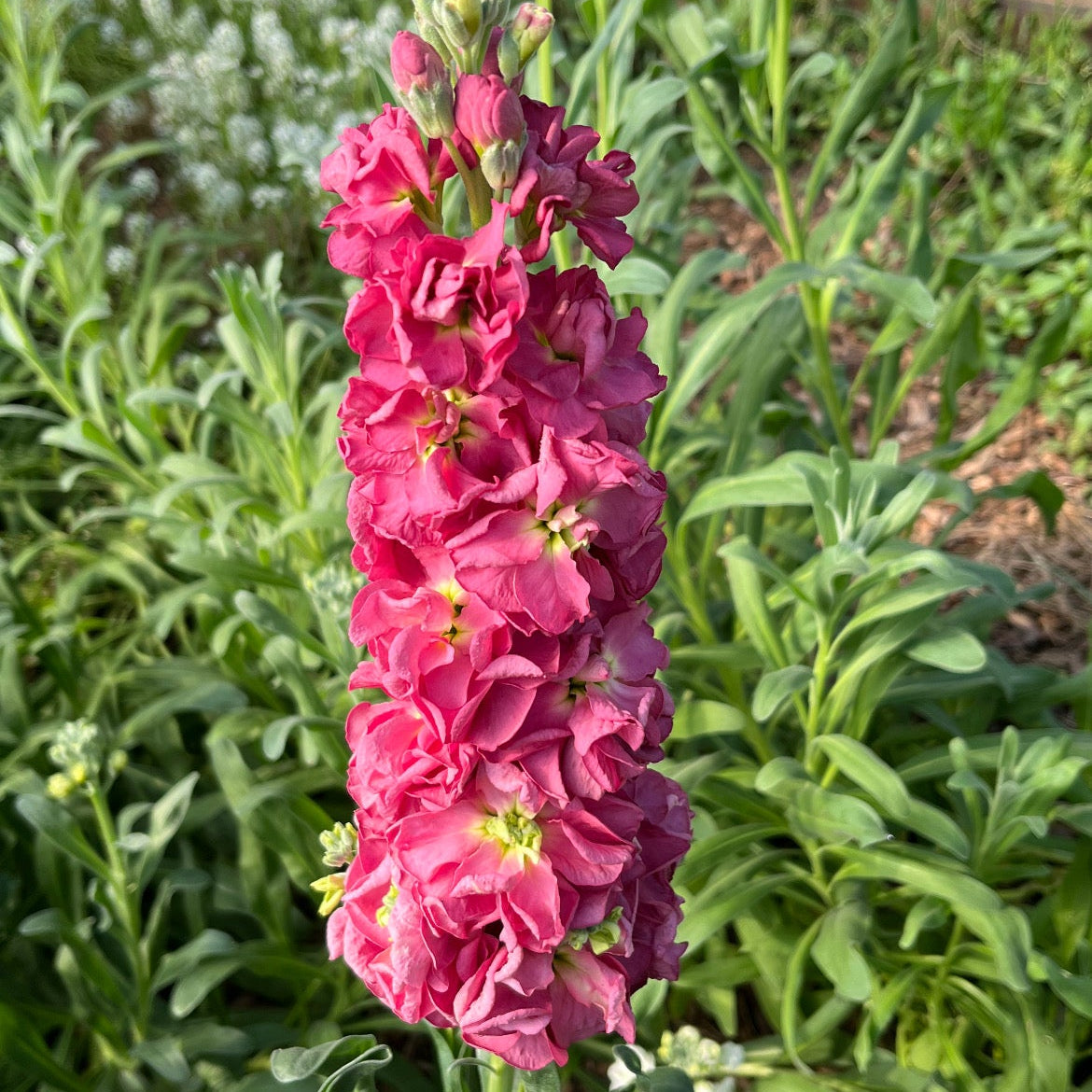 Stock - Iron Rose Pink
