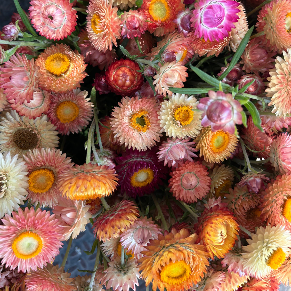 Strawflower - King Size Mix