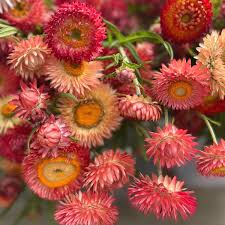 Strawflower - King Size Raspberry Rose Mix