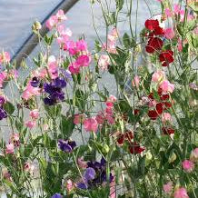 Sweet Pea - Mammoth Mix