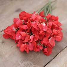 Sweet Pea - Mammoth Scarlet