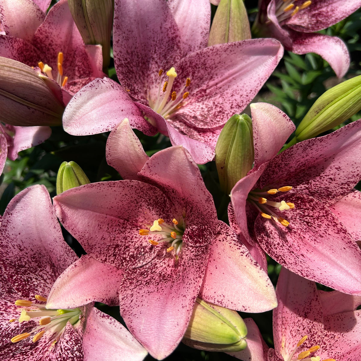 LA Hybrid Lilly - Sweet Sugar