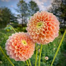 Dahlia - Sweet suzanne