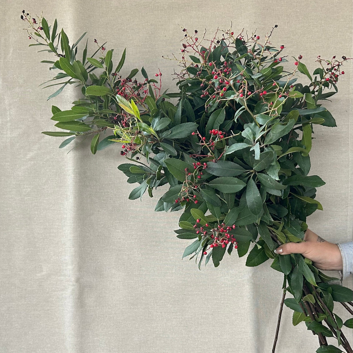 Toyon with Red Berries