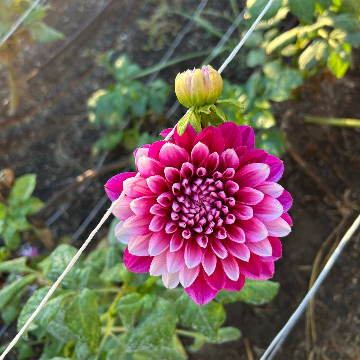 Dahlia - Varra Falls