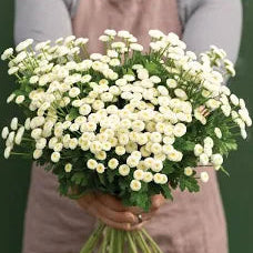 Matricaria - Feverfew Snowball