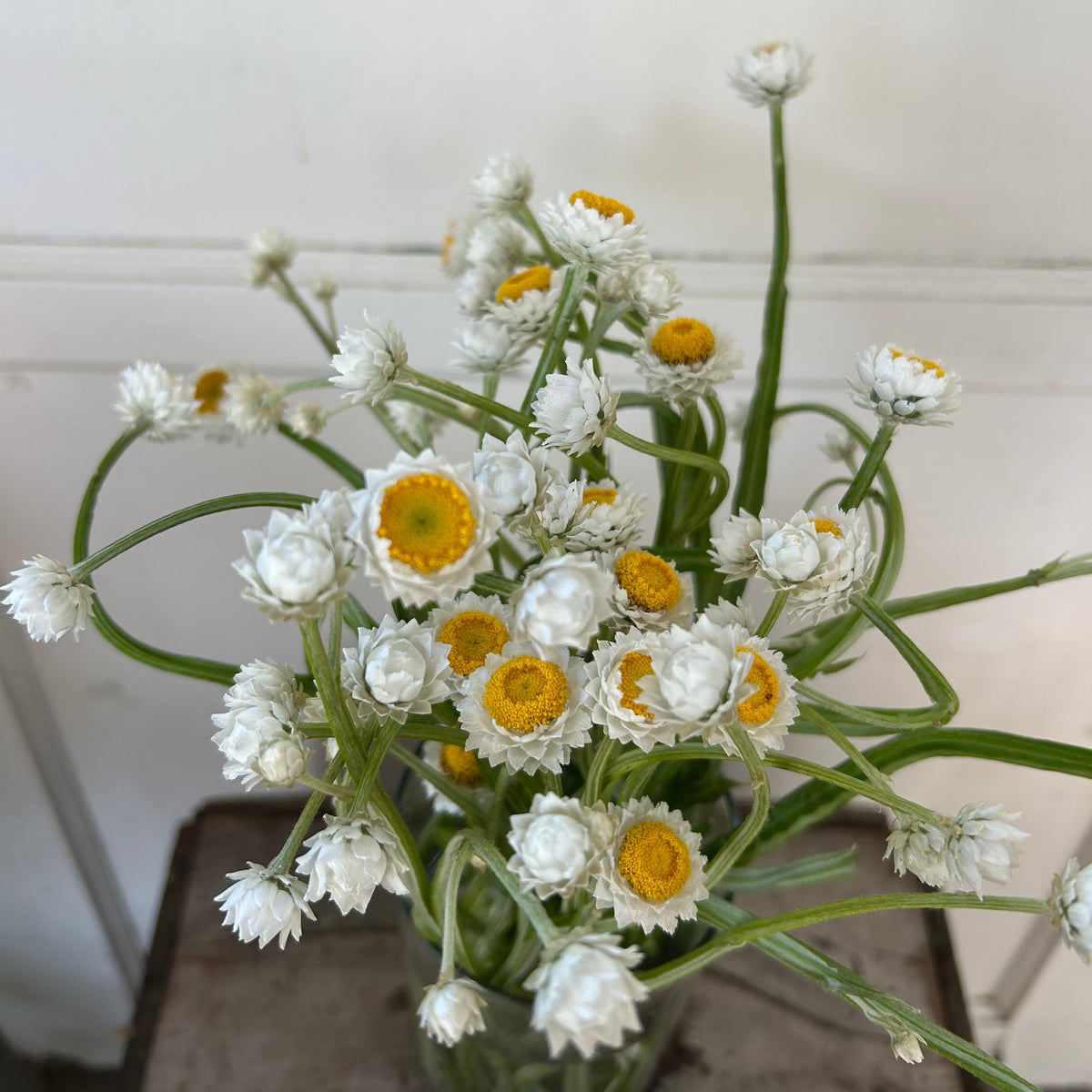 Ammobium - WInged Everlasting
