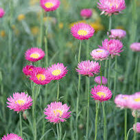 Xeranthemum - Paper Flower
