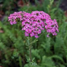 Yarrow - Island Pink