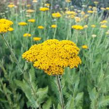 Yarrow - Parkers