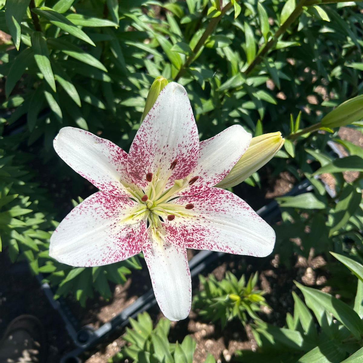 Oriental Lilly - Zanica