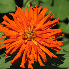 Zinnia - Super Cactus Aztec