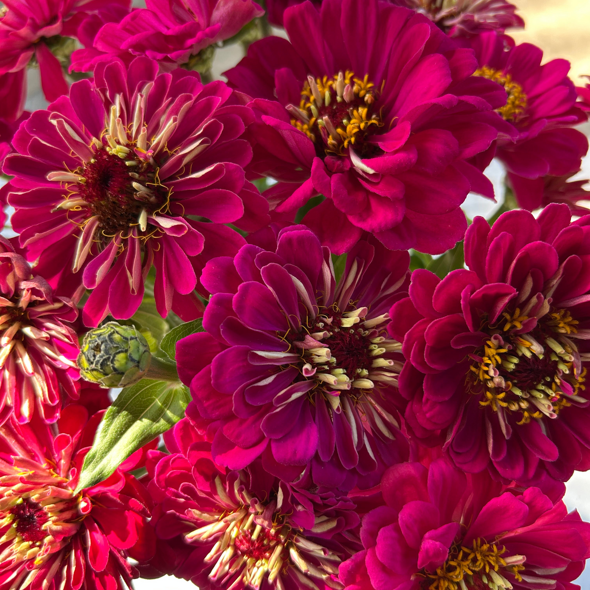 Zinnia - Benary's Giant Wine