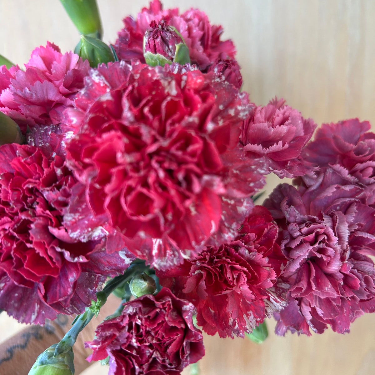 Carnation - Missantic Enchanted