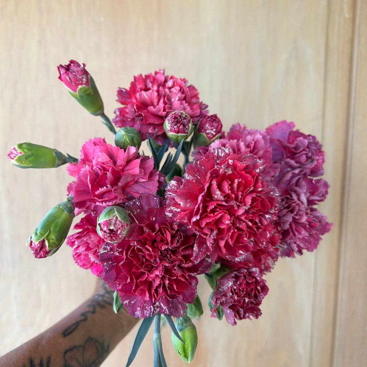Carnation - Missantic Enchanted