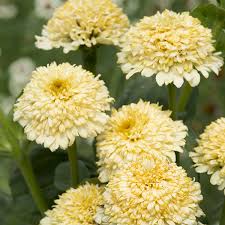 Zinnia - Cresto! Cream