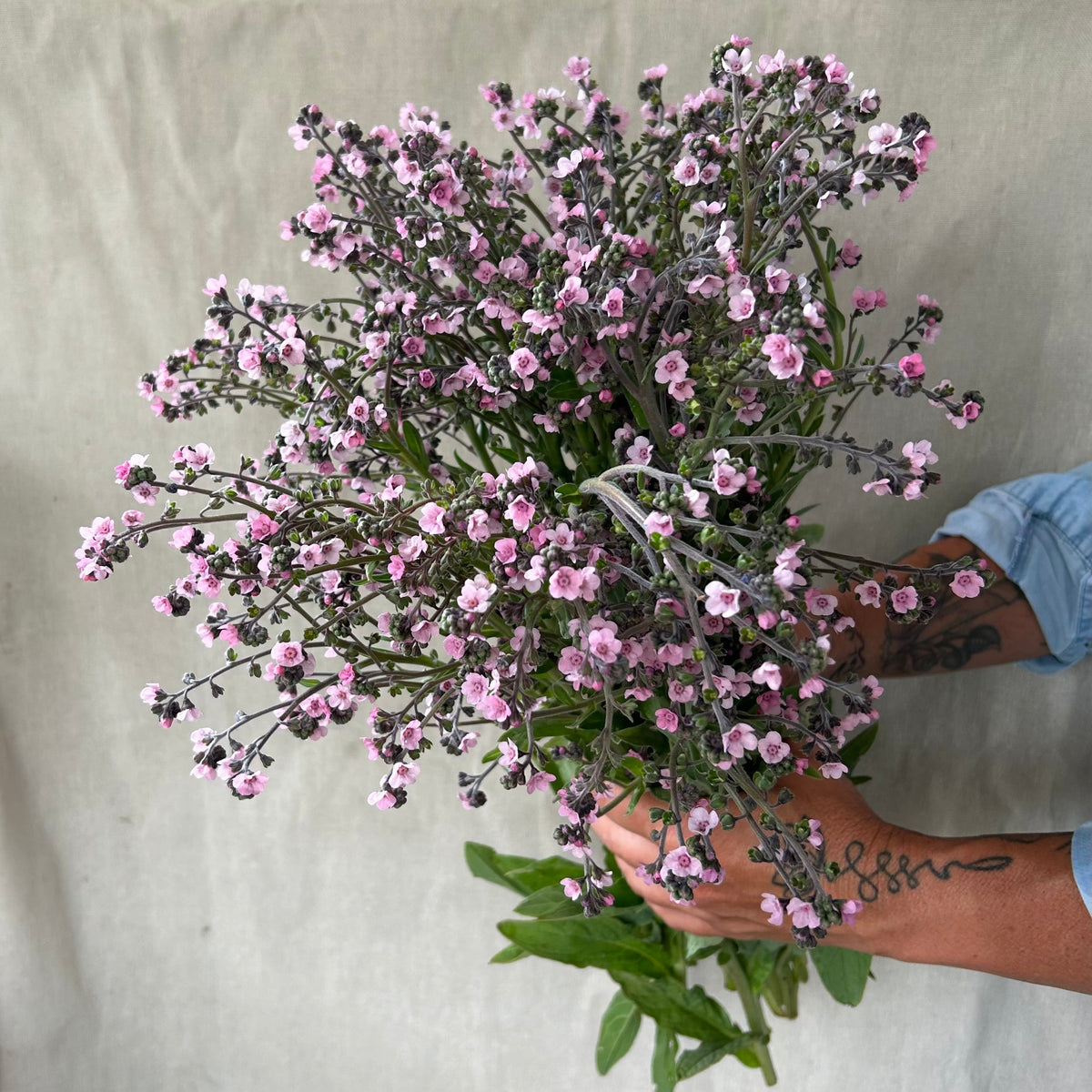 Forget-Me-Not - Mystery Rose