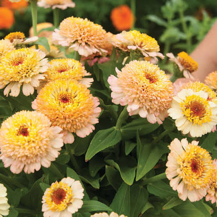 Zinnia - Zinderella Peach