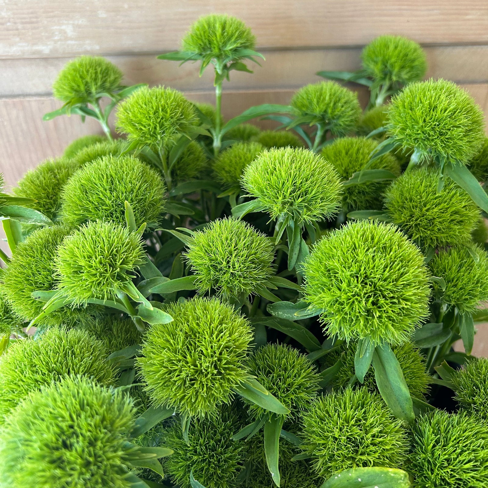Dianthus - Kiwi Mellow Cool