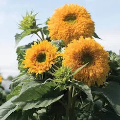 Sunflower - Double Goldy