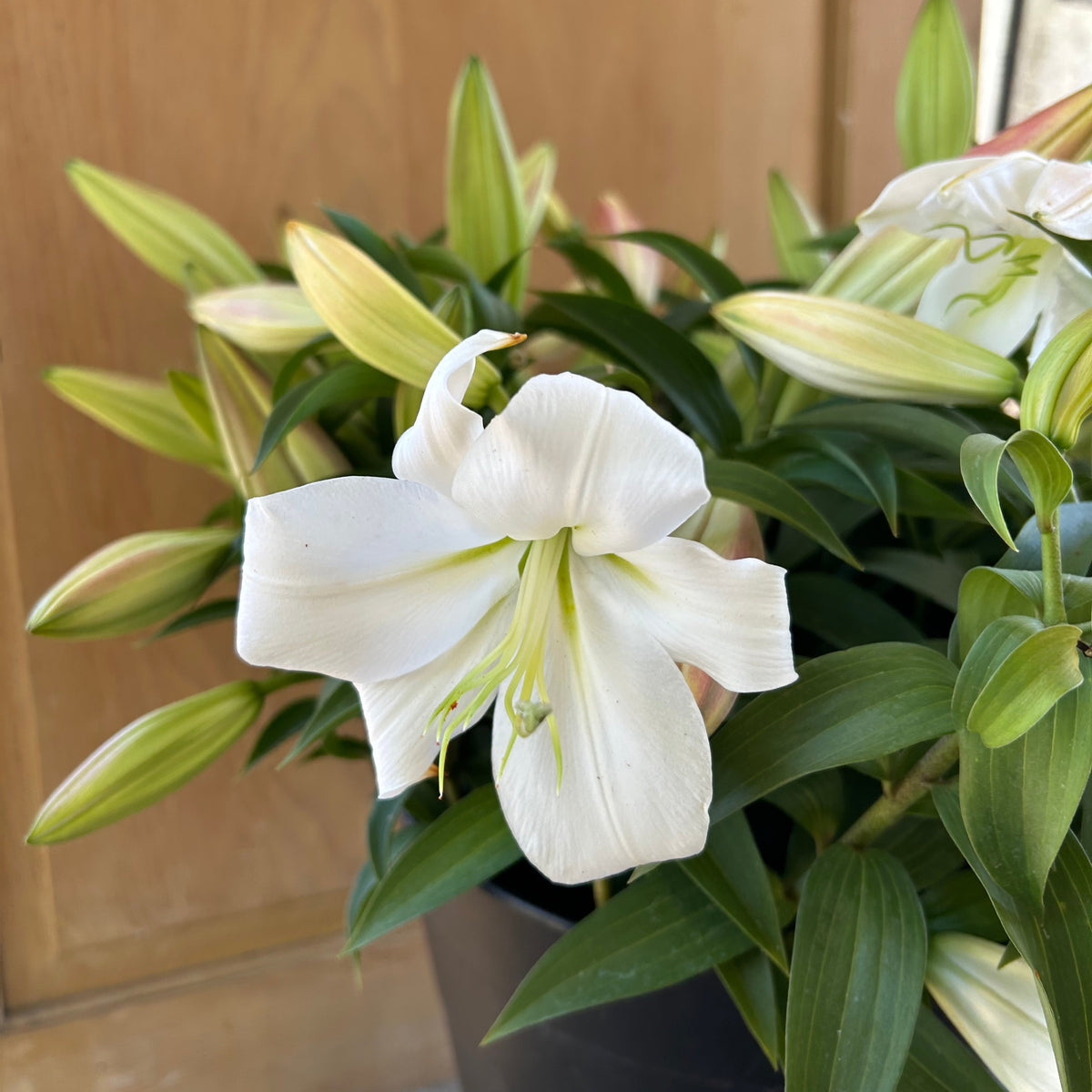Oriental Lilly - Zambisi