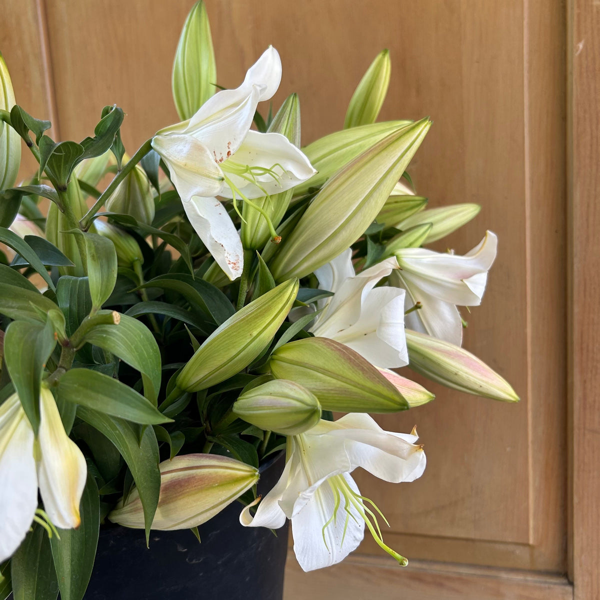 Oriental Lilly - Zambisi