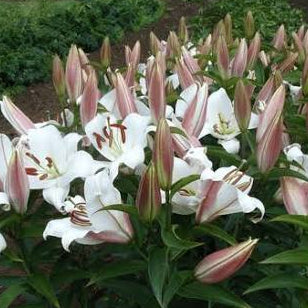 Oriental Lilly - Zambisi